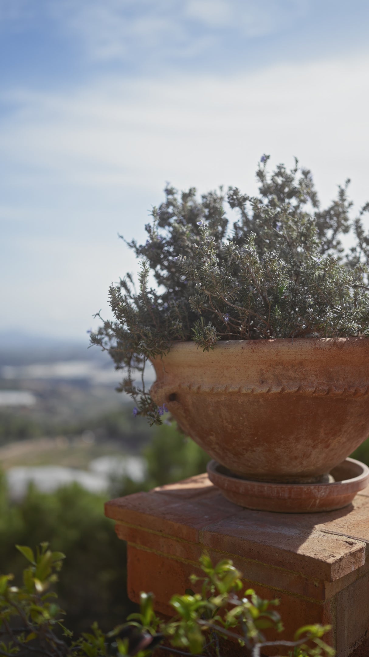 Rosmarinus officinalis - Rosemary