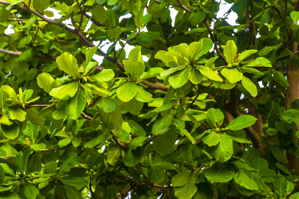 Terminalia catappa - Tropical Almond Tree