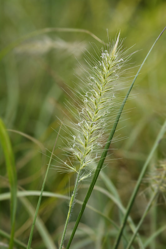 Pennisetum alopecuroides - عشب النافورة