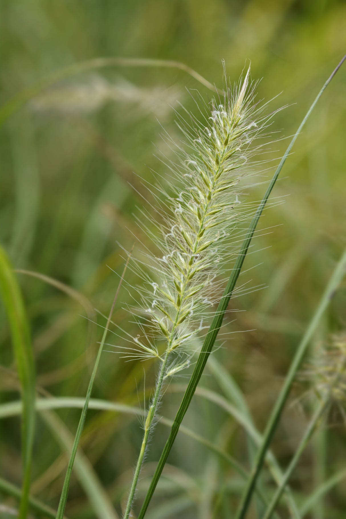 Pennisetum alopecuroides - Fountain Grass