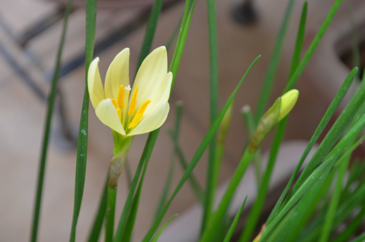 Zephyranthes - Rain Lily