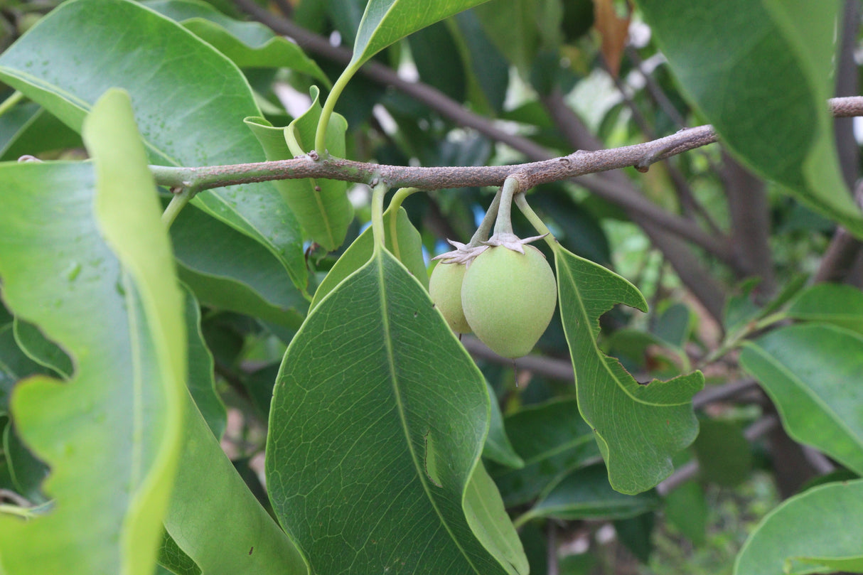 Mimusops elengi - Spanish Cherry