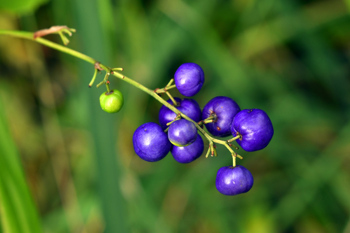 Dianella brevipedunculata - Blue Flax Lily