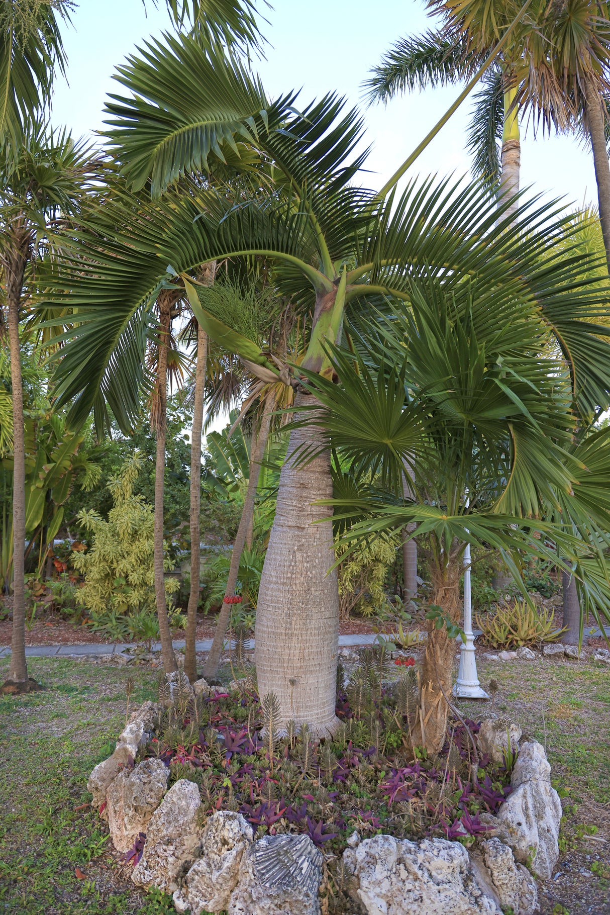 Hyophorbe lagenicaulis - Bottle Palm