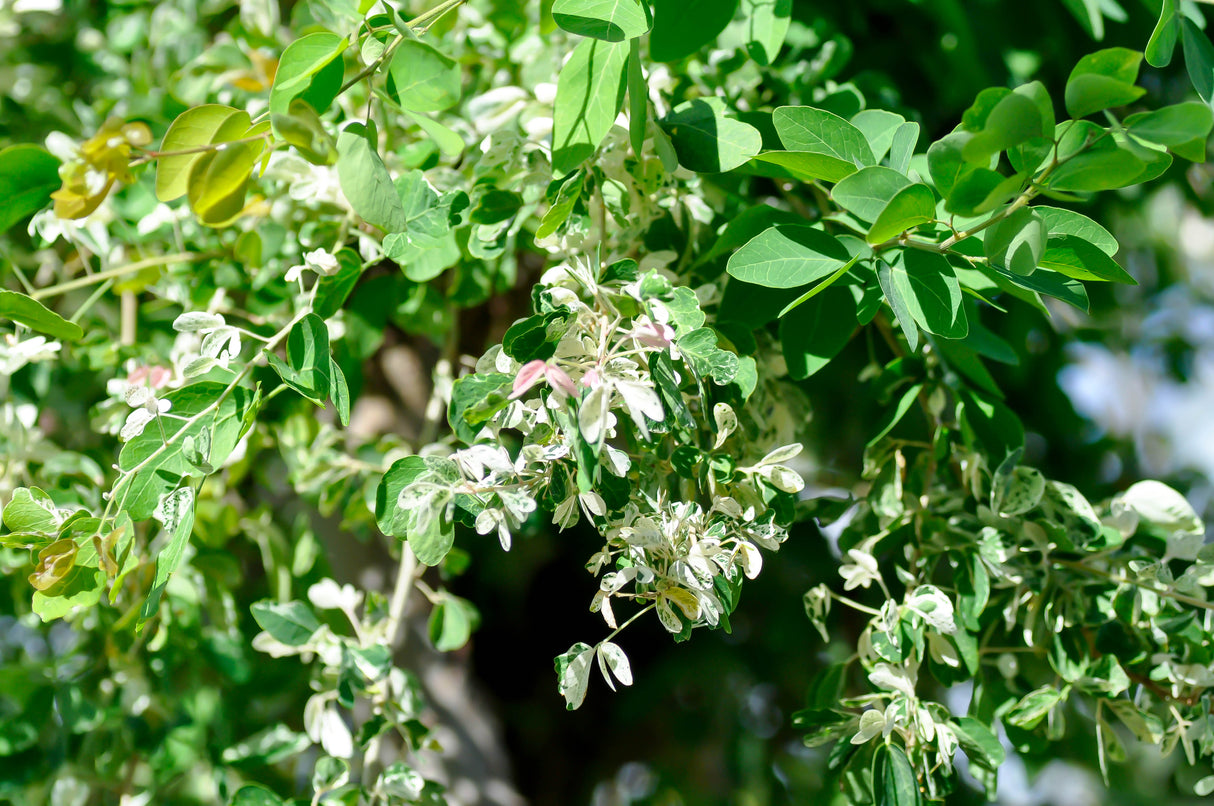 Pithecellobium dulce - Manila Tamarind