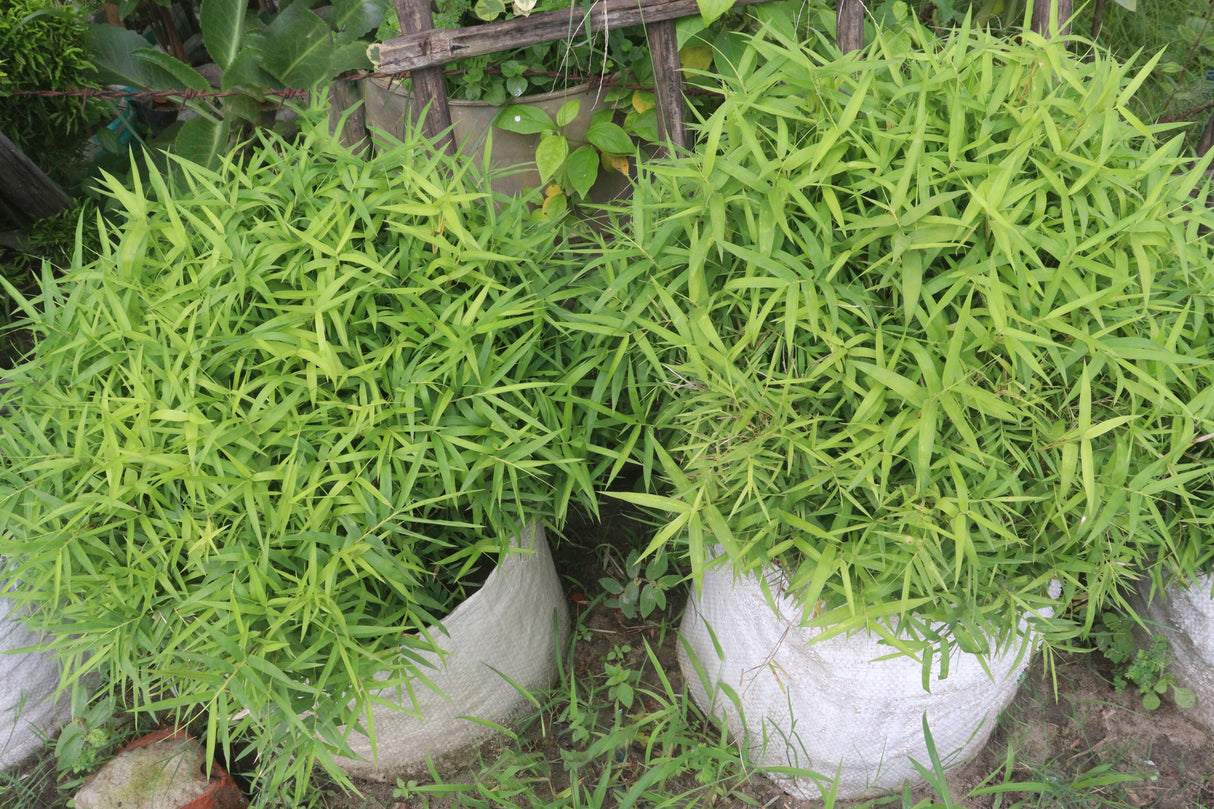 Bambusa heterostachya Variegated - Verigated Malay Dwarf Bamboo