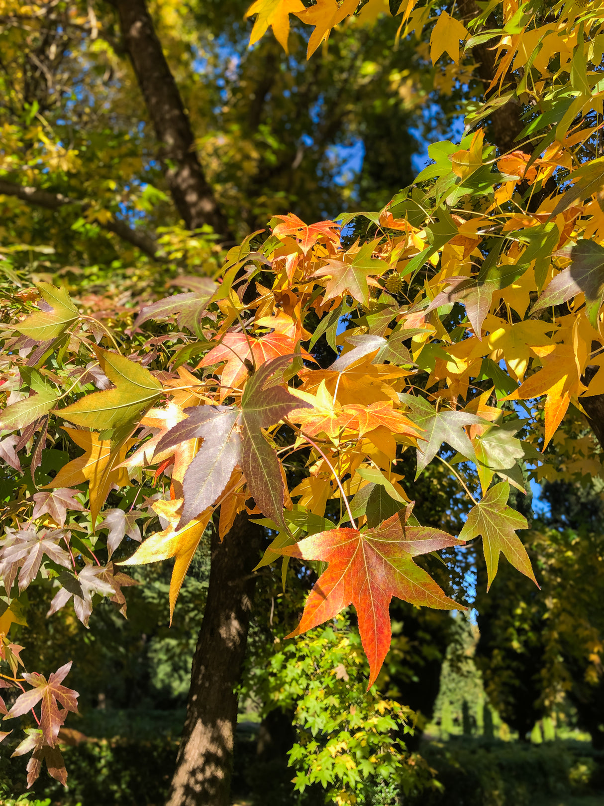 Liquidambar styraciflua - American Sweetgum