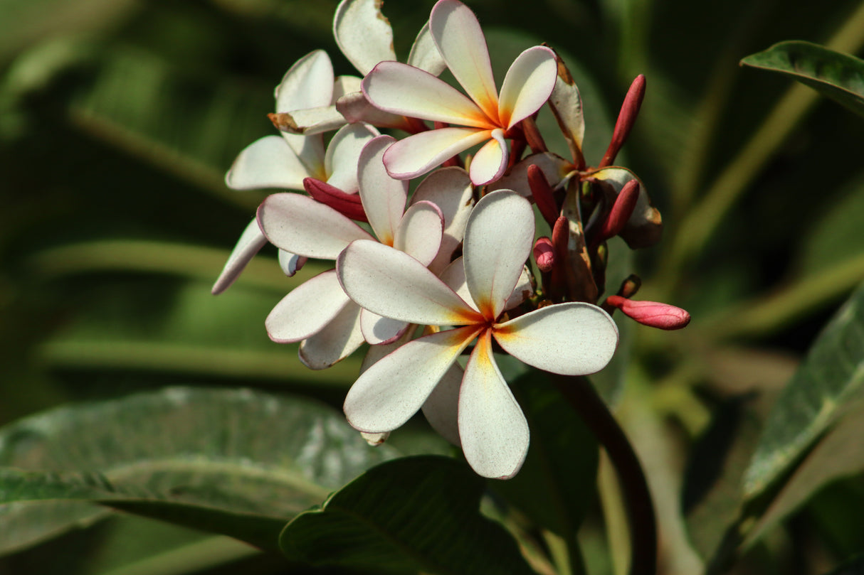 Plumeria obtusa 'Petite Pink' - Pink Frangipani