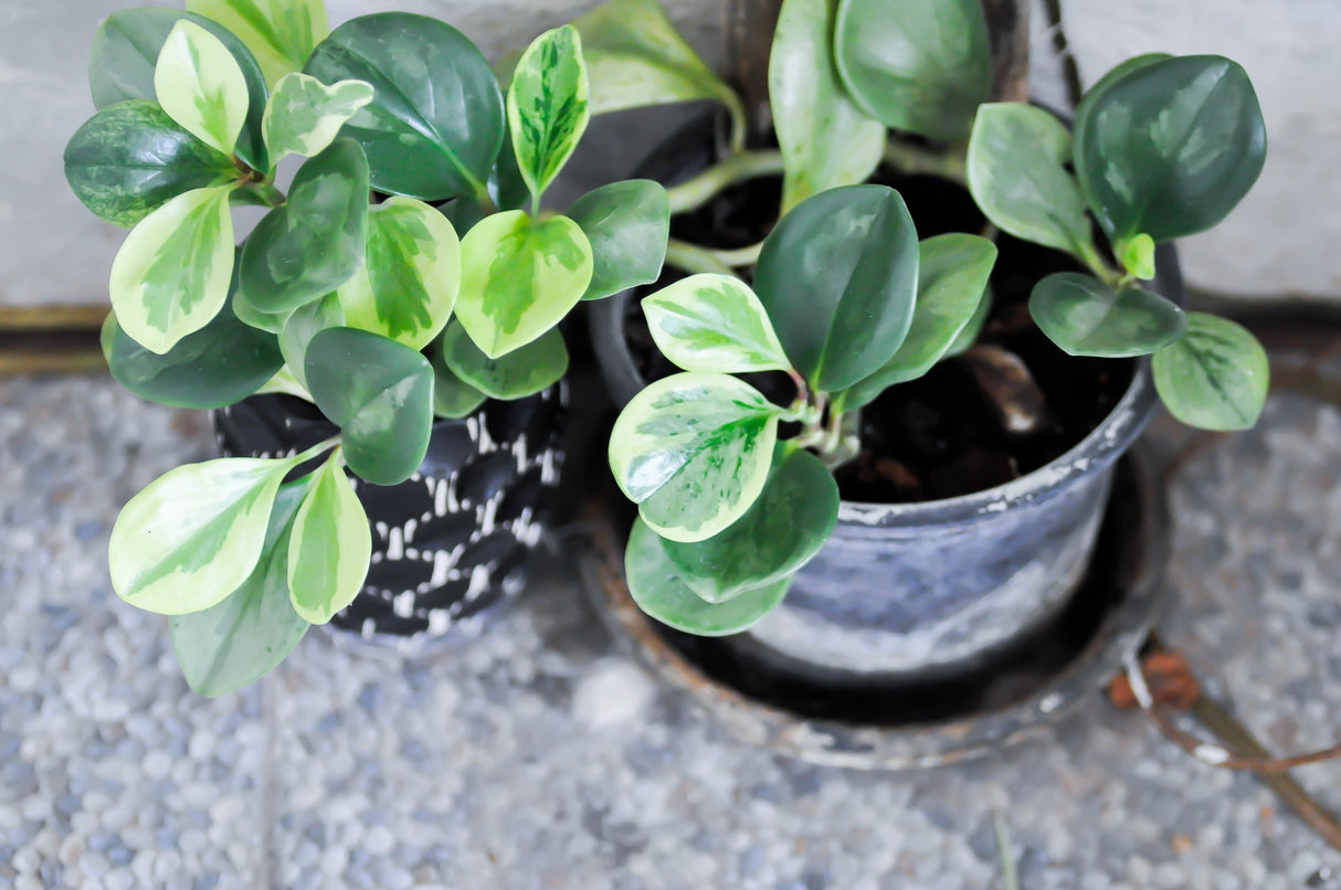 Peperomia obtusifolia - Baby Rubber Plant