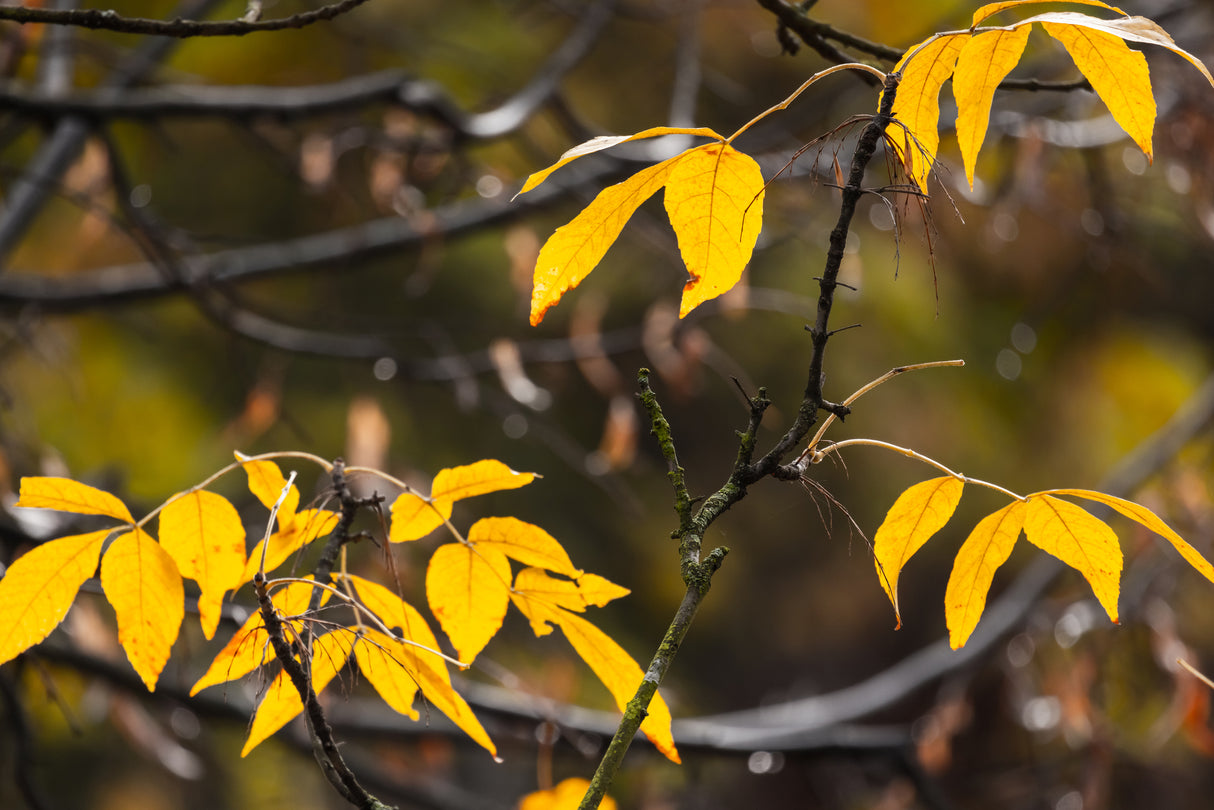 Emmenosperma alphitonioides - Yellow Ash