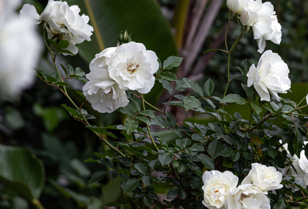 Rosa 'Iceberg' - Iceberg Floribunda Rose