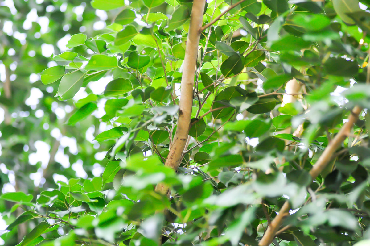 Ficus benjamina - Weeping Fig
