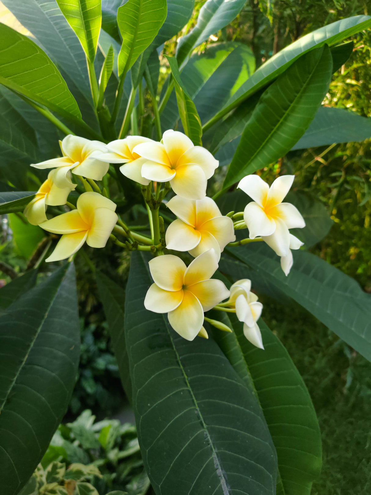 Plumeria pudica - Evergreen Frangipani