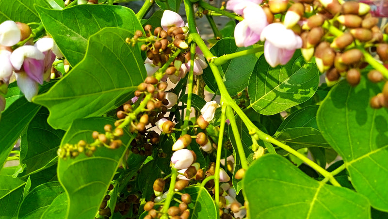 Pongamia pinnata - الزان الهندي