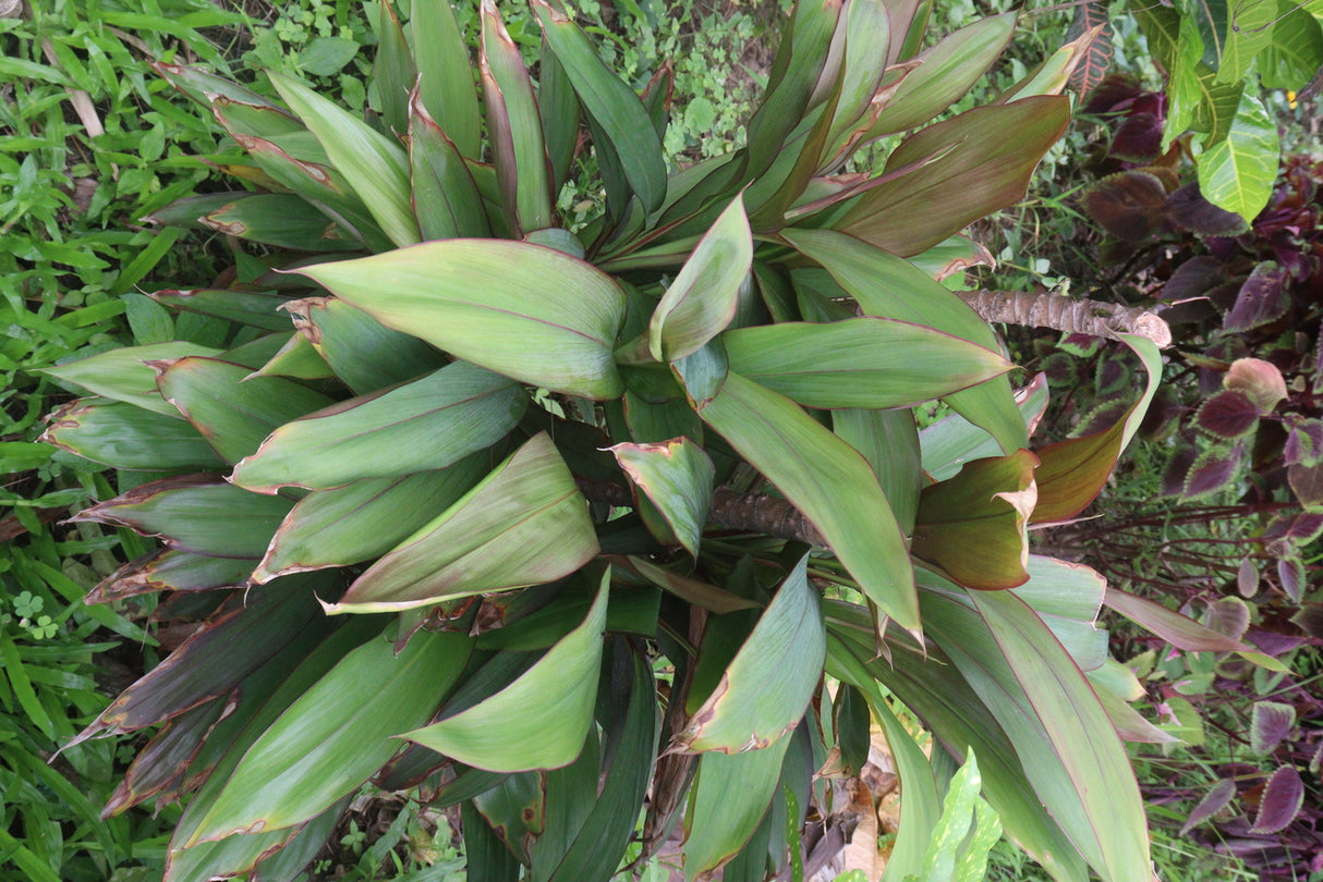 Cordyline fruticosa 'Hilo Rainbow' - Cordyline fruticosa Hilo Rainbow