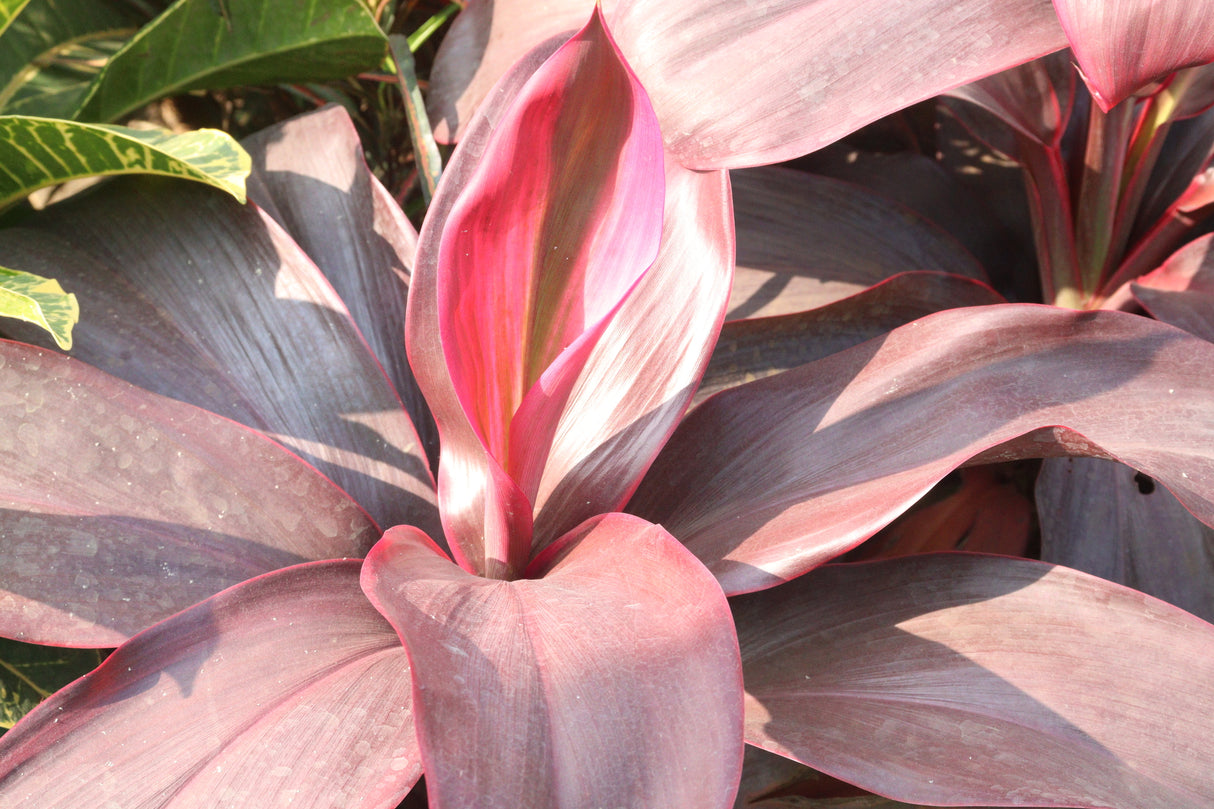 Cordyline fruticosa 'Negra' - Negra Cordyline