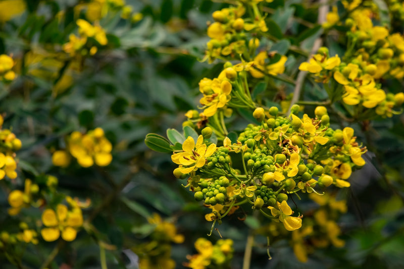 Peltophorum pterocarpum - شجرة اللهب الأصفر