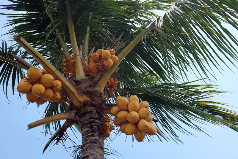 Cocos nucifera - نخيل جوز الهند الملايوي القزم