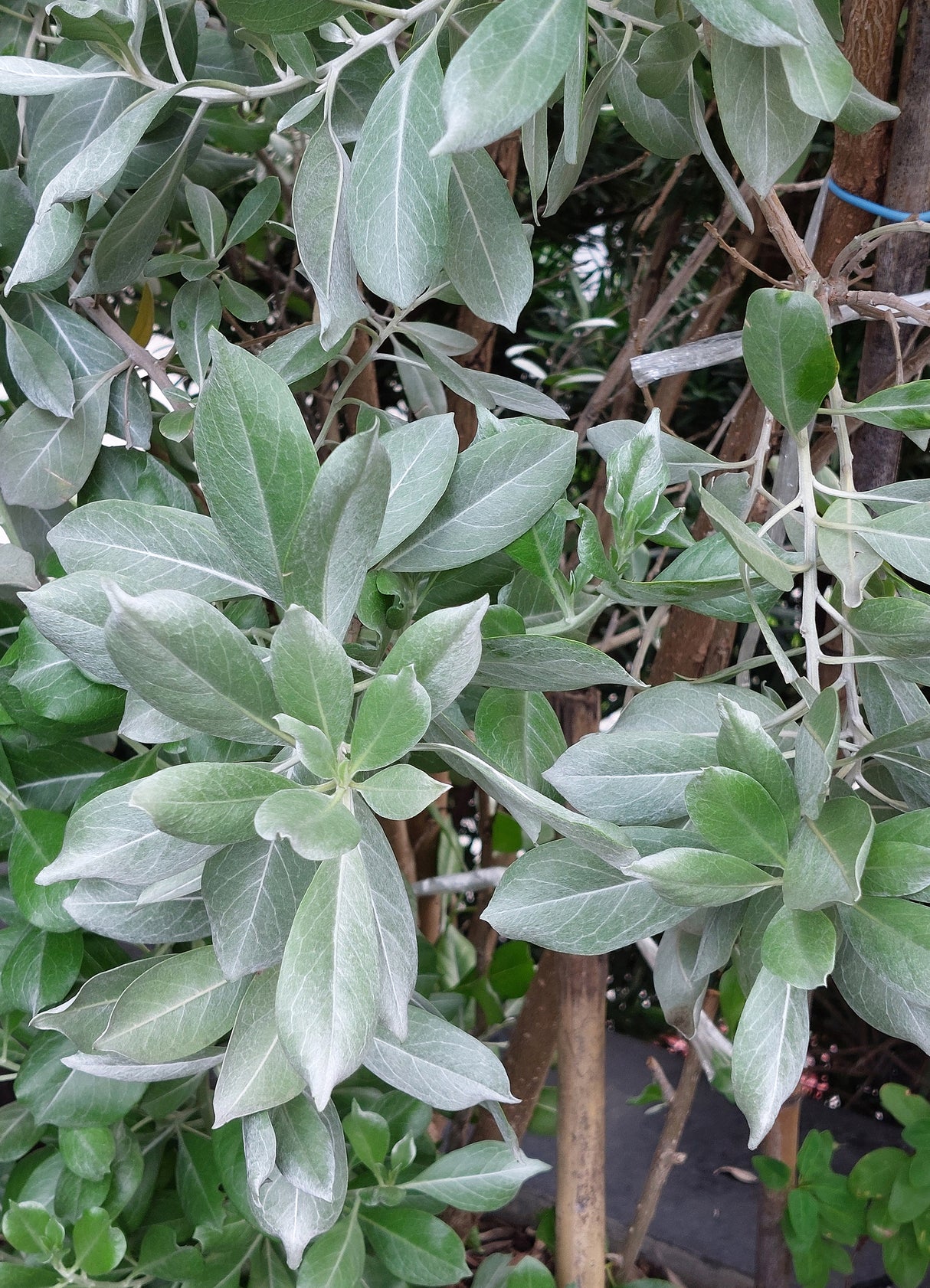 Conocarpus erectus Silver - Green Buttonwood