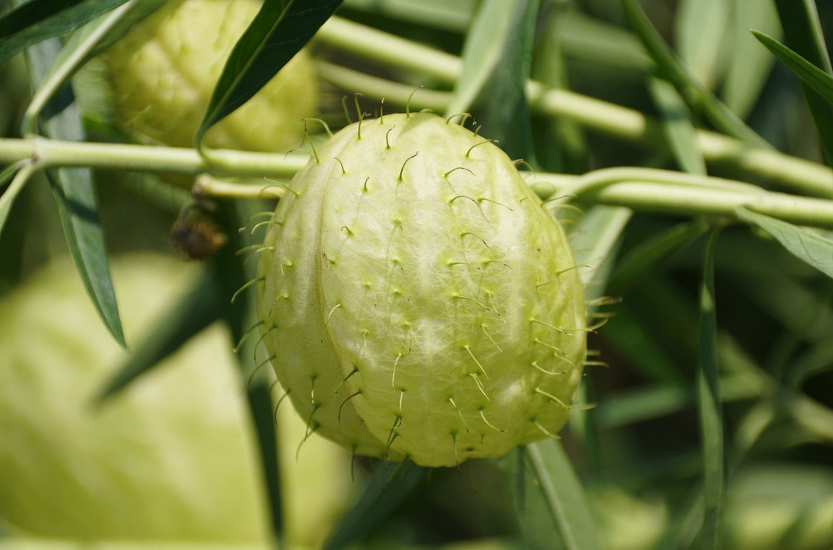 Gomphocarpus sinaicus - Sinai Milkweed