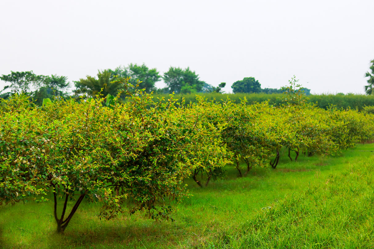 Ziziphus mauritiana - Indian Jujube