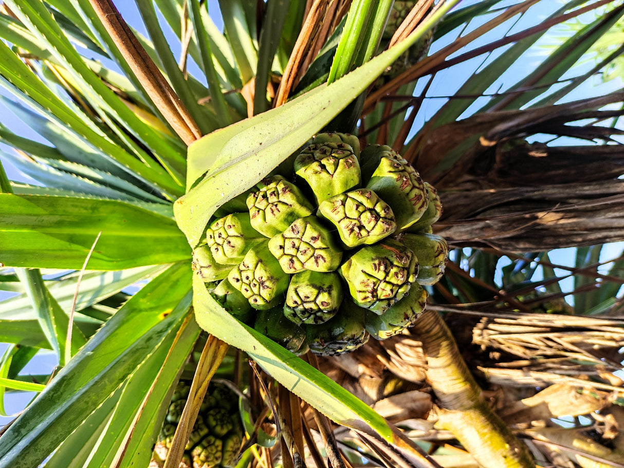 Pandanus Pedunculatus - Coastal Screwpine