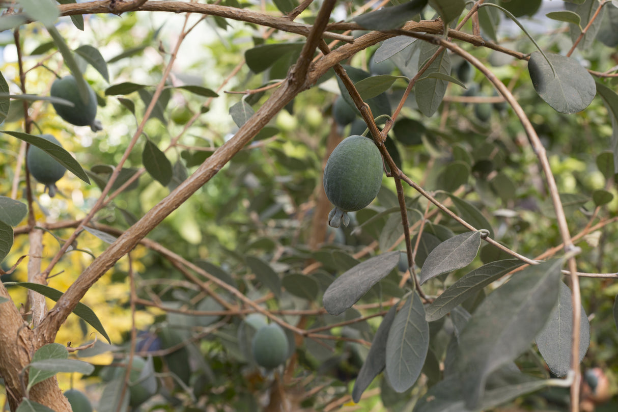 Acca sellowiana 'White Goose' - Feijoa