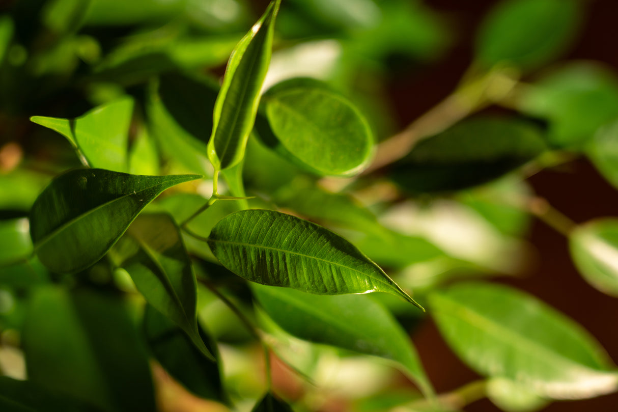 Ficus benjamina 'Midnight Beauty' - Midnight Beauty Ficus