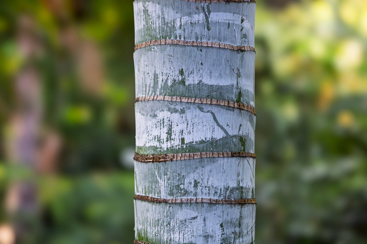 Dypsis leptocheilos - Teddy Bear Palm