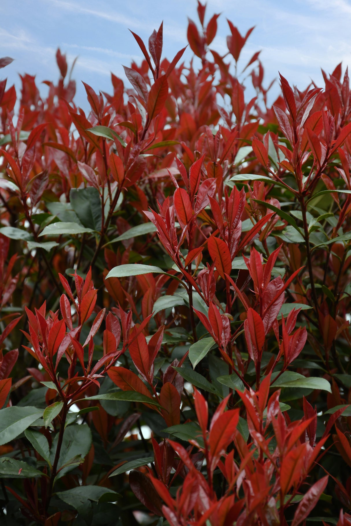 Photinia × fraseri - Red Robin