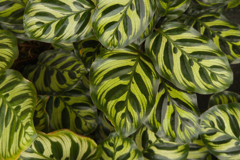 Calathea makoyana - نبات الطاووس