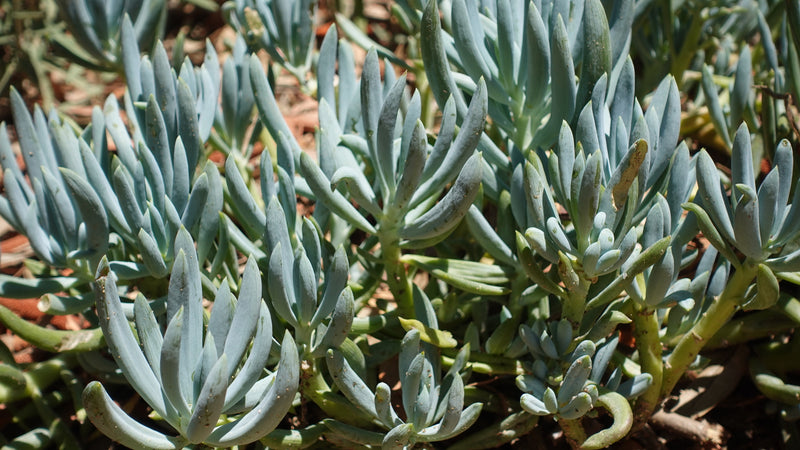 Senecio mandraliscae - عصي الطباشير الزرقاء