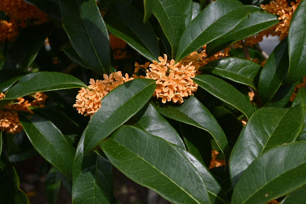 Osmanthus fragrans – Sweet Osmanthus