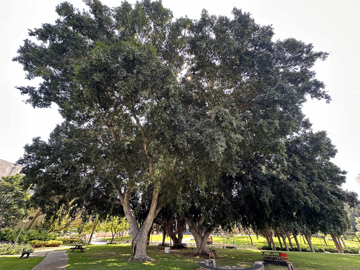 Ficus benghalensis - banyan fig