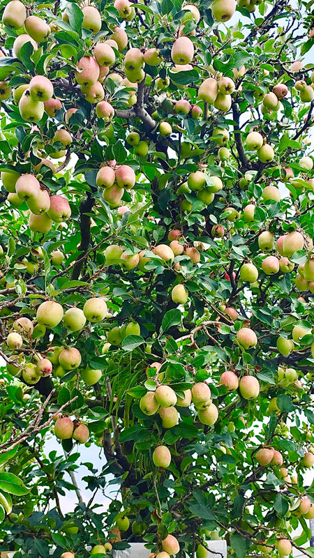Malus domestica 'Anna' - شجرة التفاح آنا