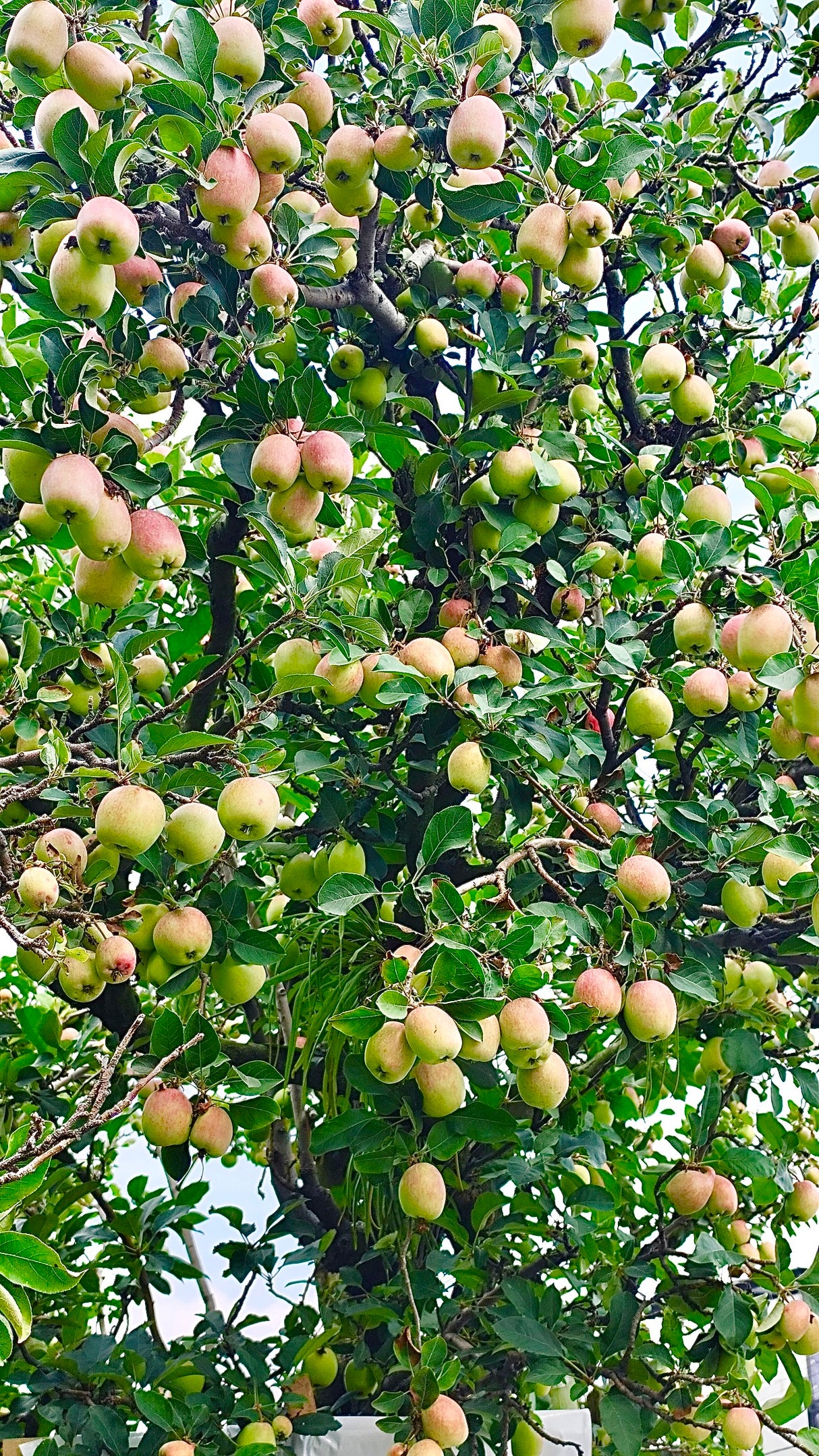 Malus domestica 'Anna' - Anna Apple Tree