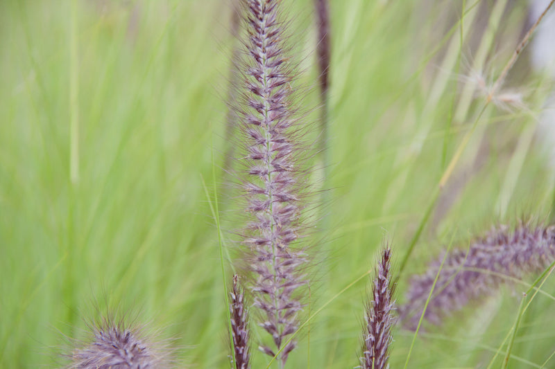 Pennisetum advena 'Rubrum' - عشبة النافورة البنفسجية