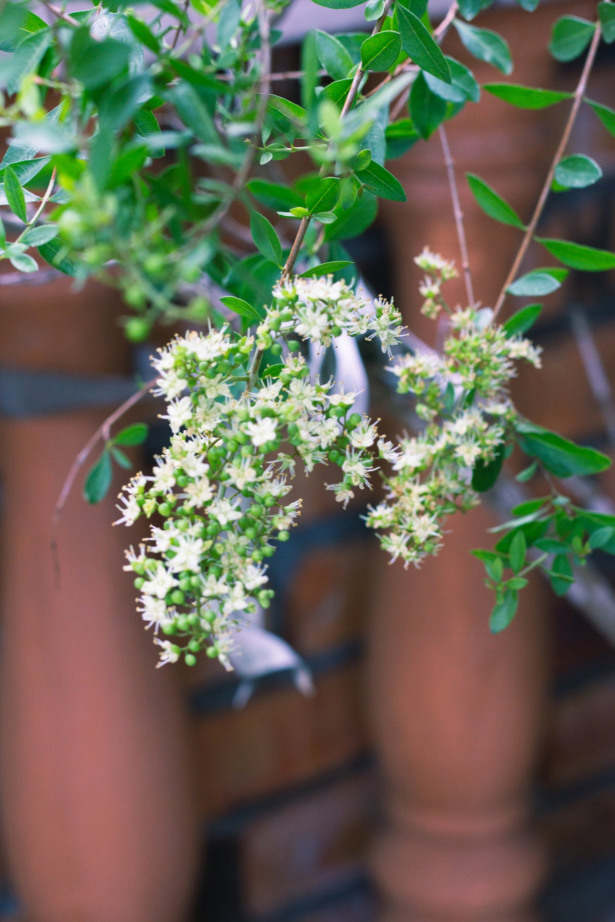 Lawsonia inermis - Henna