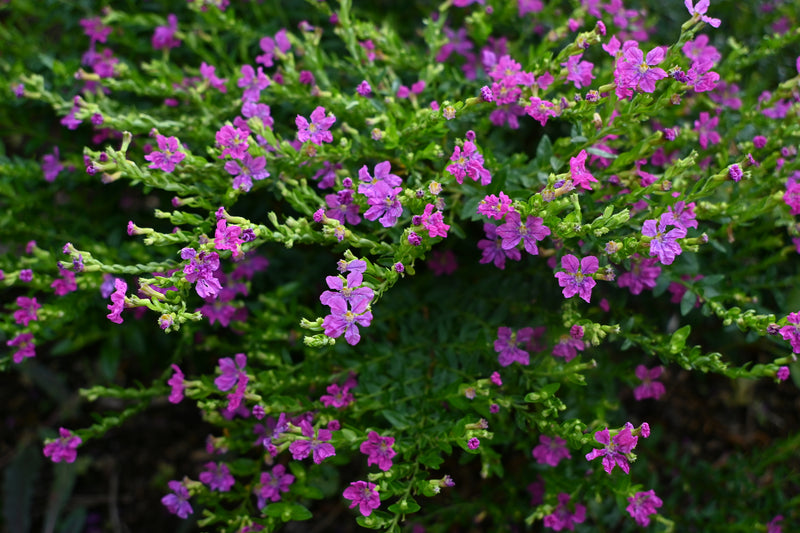 Cuphea hyssopifolia - الخلنج الكاذب