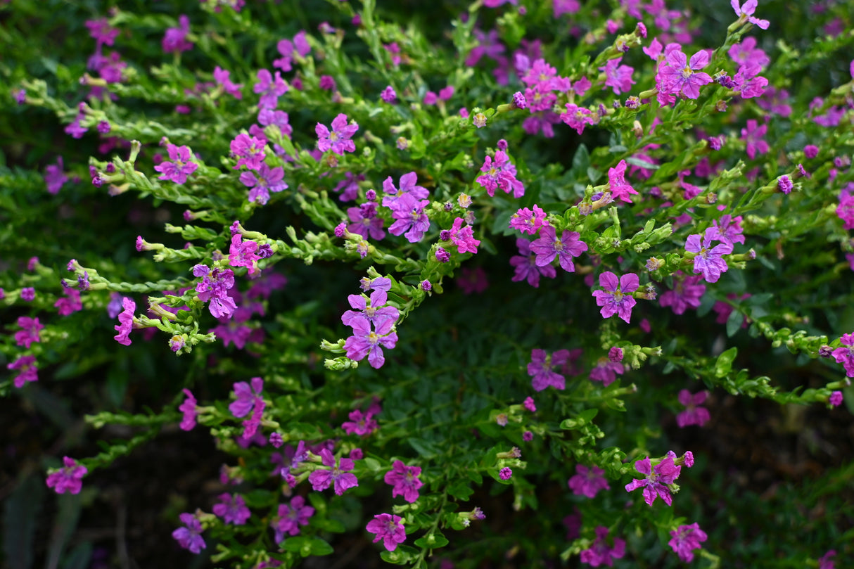 Cuphea hyssopifolia - False Heather