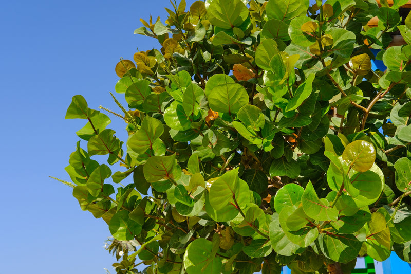 Coccoloba uvifera - عنب البحر