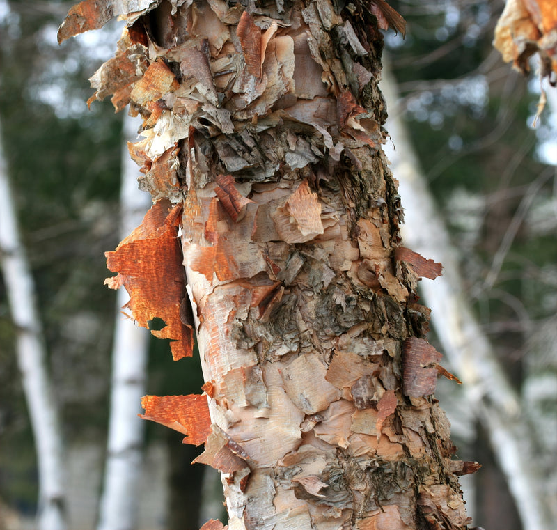 Betula nigra - البتولا النهري