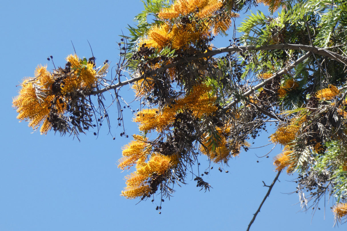 Grevillea robusta - Southern Silky Oak Tree