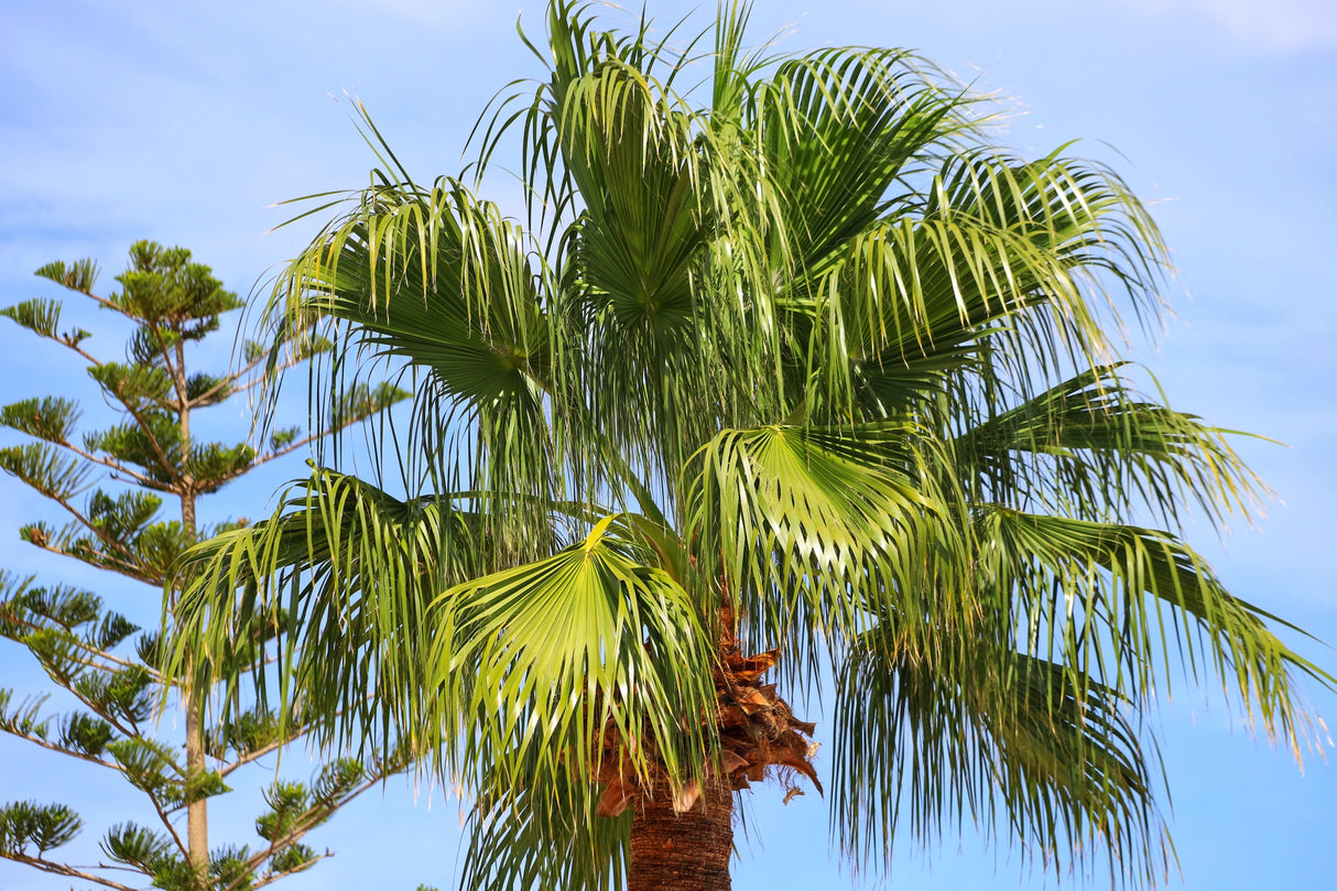 Livistona chinensis - Chinese Fan Palm