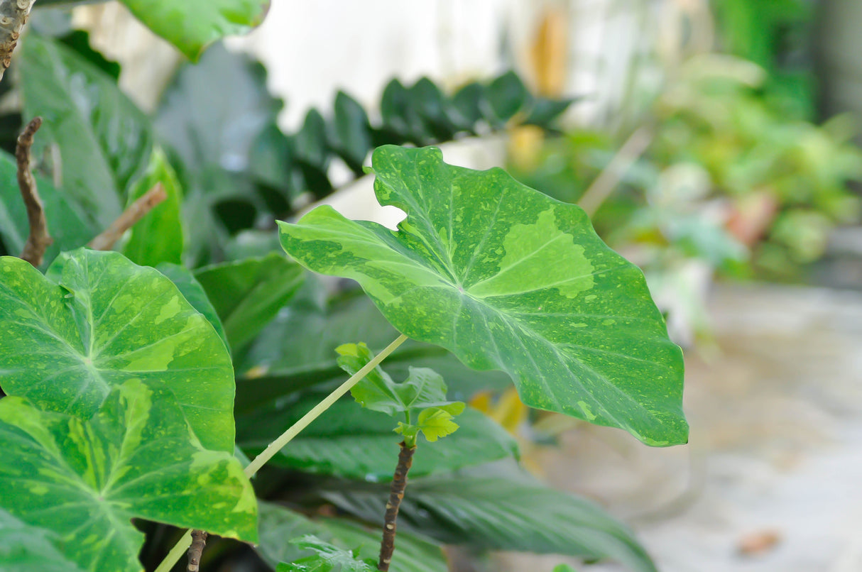 Colocasia esculenta - Taro