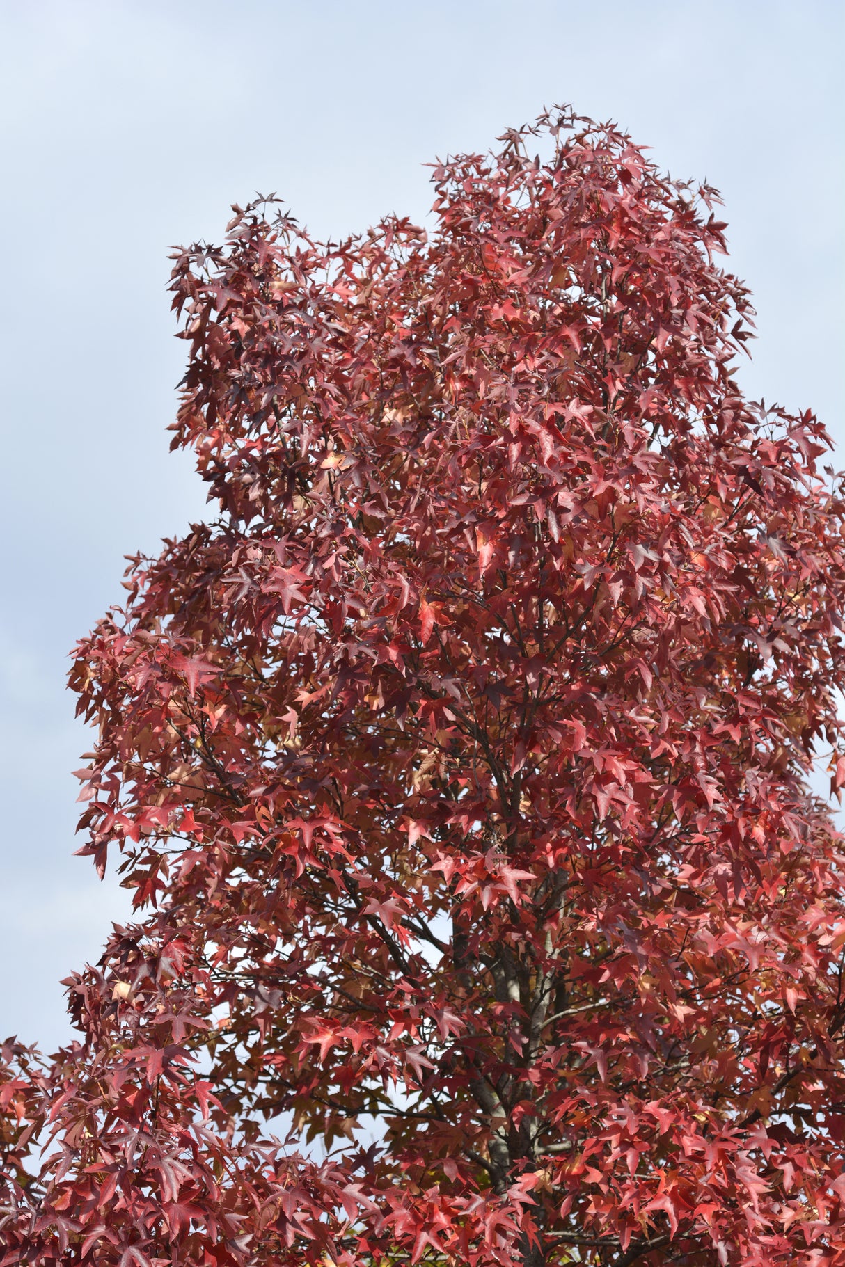 Liquidambar styraciflua - American Sweetgum