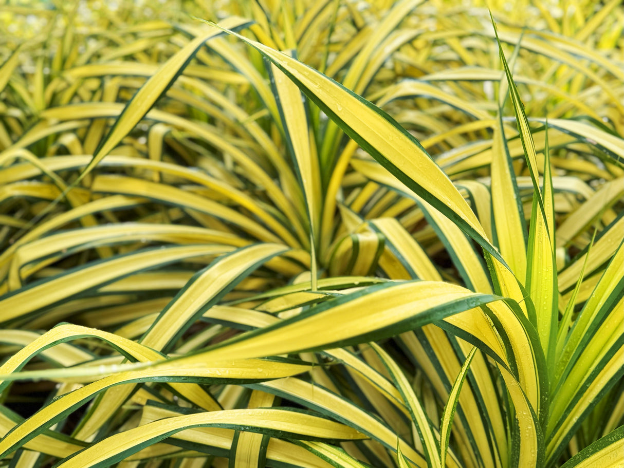 Pandanus baptistii 'Variegated' - Variegated Baptist's Pandanus