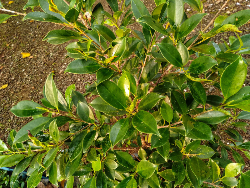 Ficus microcarpa hillii - شجرة تين هيل الباكية
