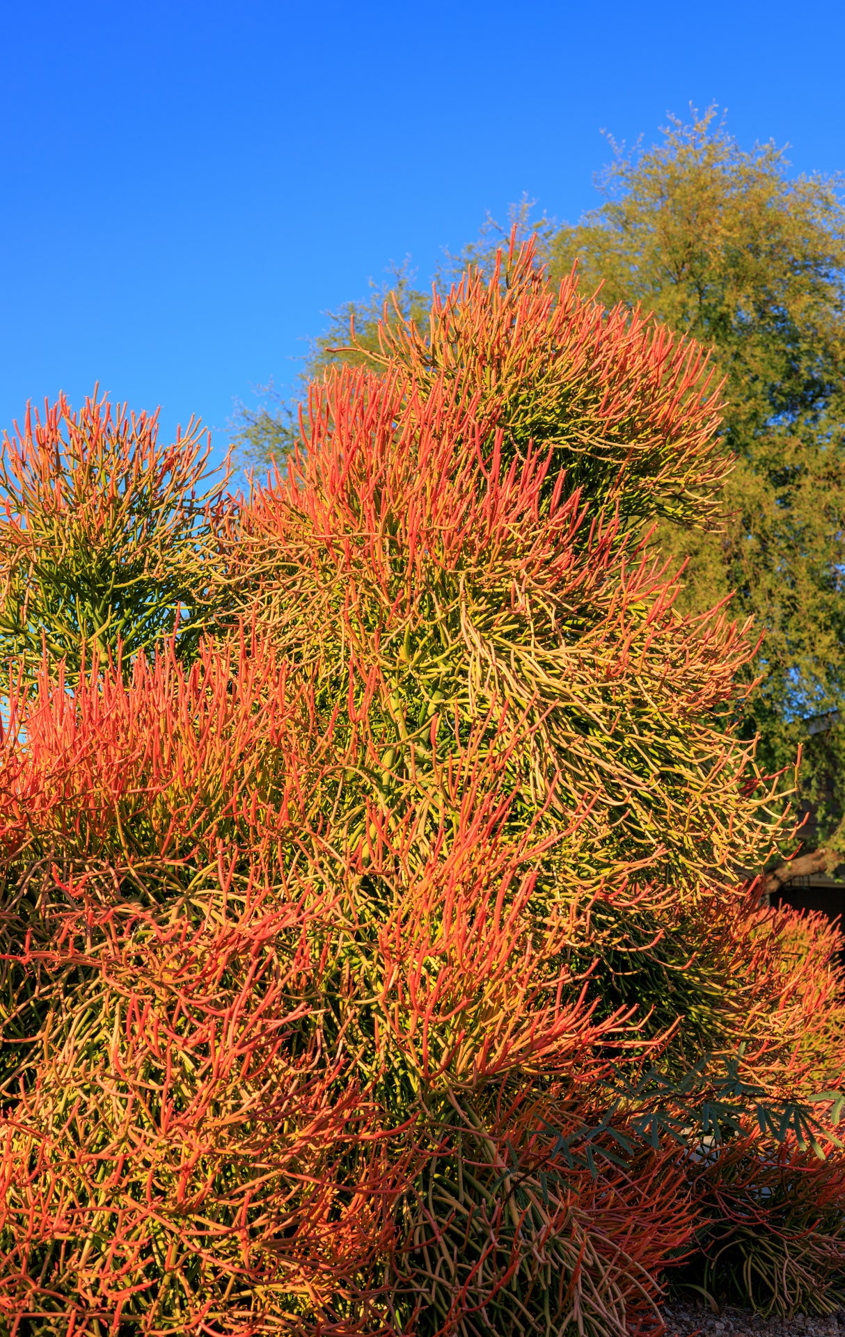 Euphorbia tirucalli - Firesticks Euphorbia