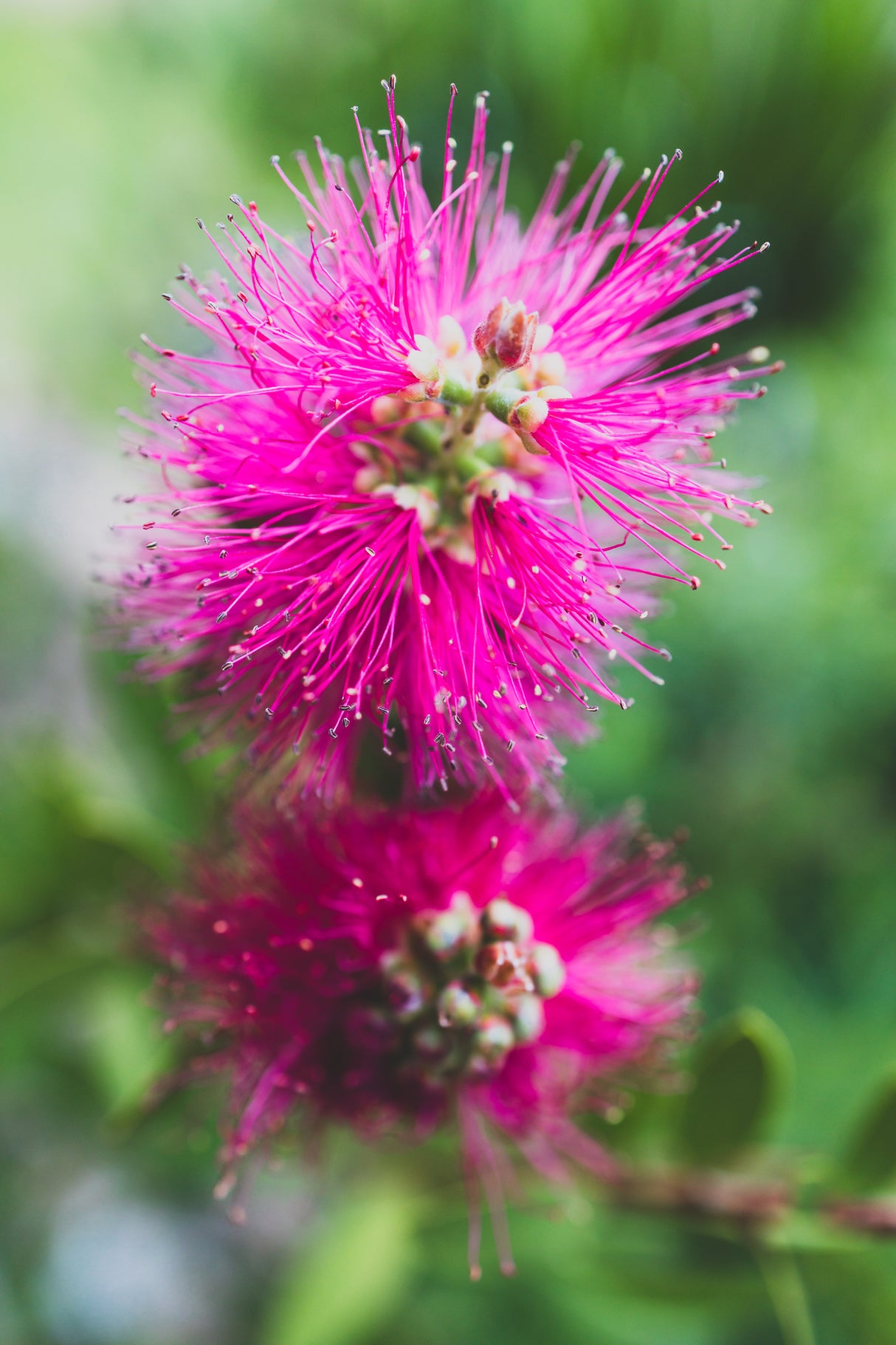 Callistemon 'Candy Pink' - Candy Pink Bottlebrush